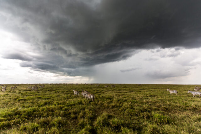 Serengeti, Tansania Serengeti, Tansania