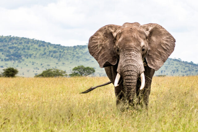 Serengeti, Tansania Serengeti, Tansania