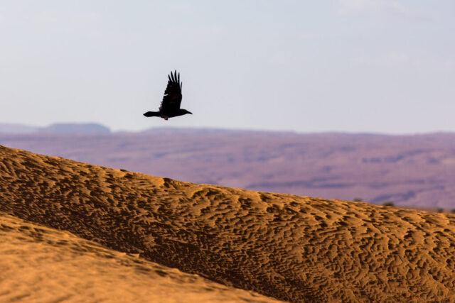 Krähe in der Sahara, Marokko