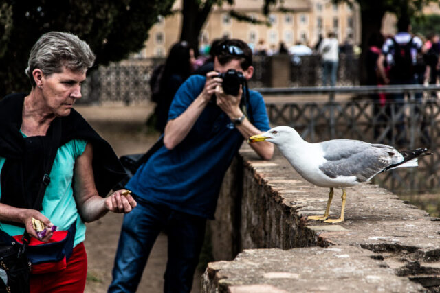 Möwenfütterung in Rom, Italien